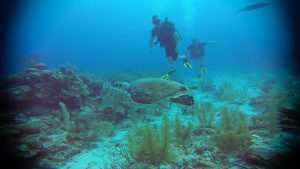 Sea turtle and scuba divers