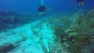 Sea turtle and scuba divers