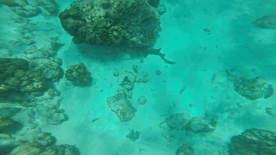 Shark at Hol Chan Marine Reserve