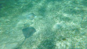 Two Southern sting ray at Shark and Ray Alley