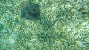 Southern sting ray at Shark and Ray Alley