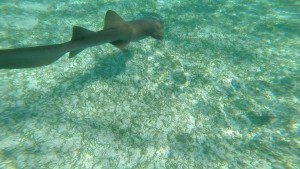 Nurse Shark at Shark and Ray Alley