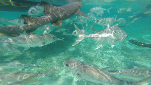 Nurse Shark at Shark and Ray Alley