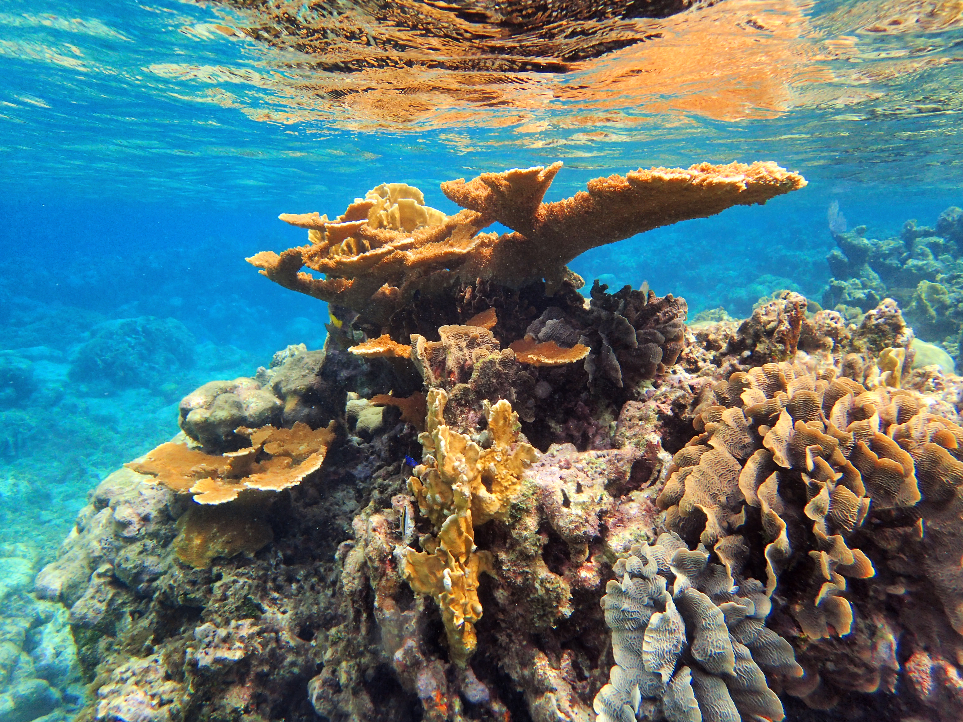 Snorkeling in The West Bay, Roatan, Honduras - UponArriving3999 x 2999