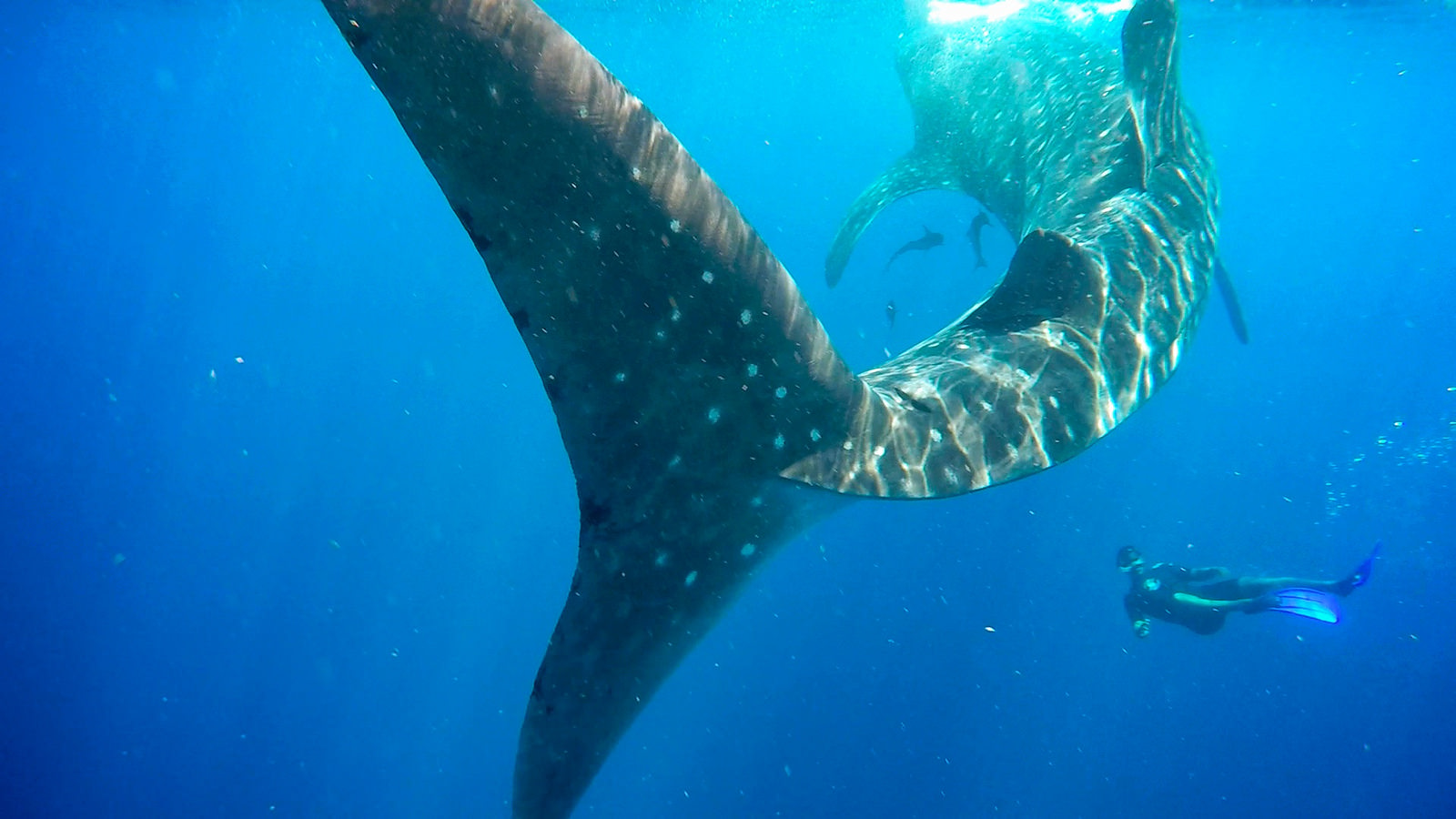 Diver swimming with whale shark