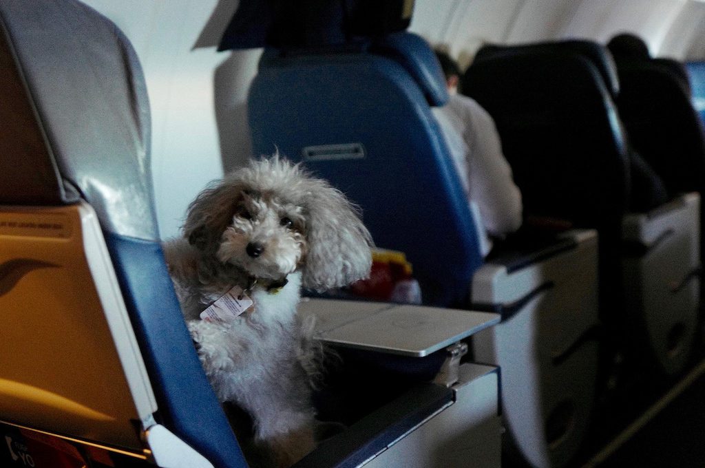 jet blue travel with pets