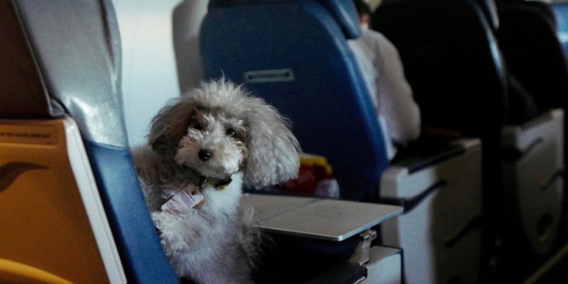travel with dog on united