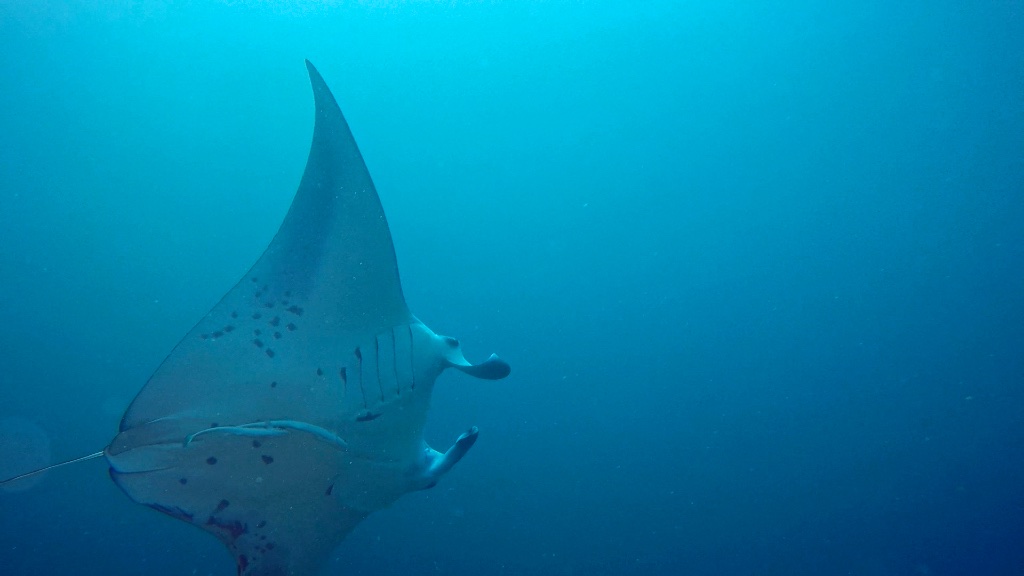 Manta ray