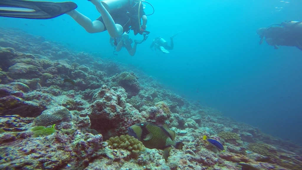 Maldives titan trigger fish.