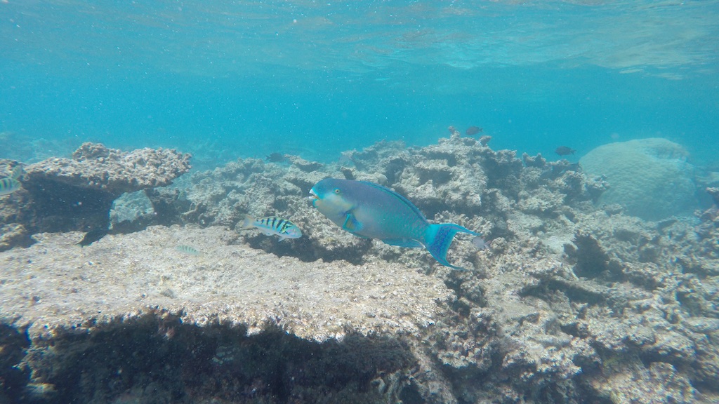 Fish and coral Maldives