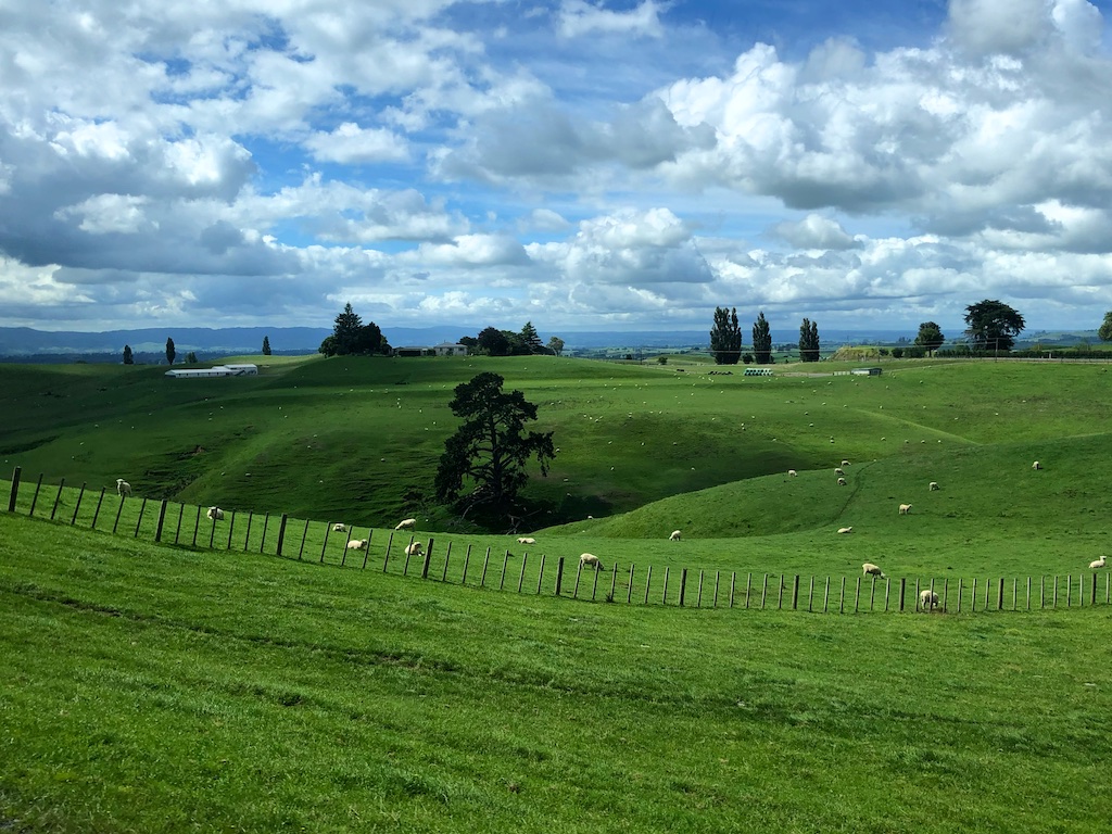 Rolling pastures at Hobbiton Movie Set Tour