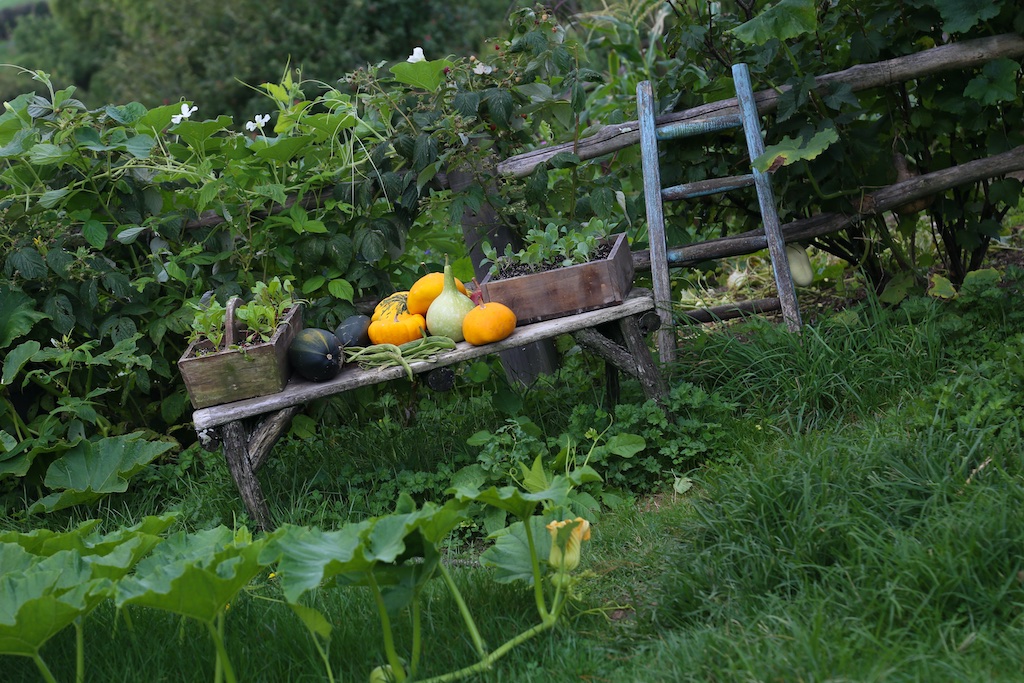 Garden at Hobbiton Movie Set Tour