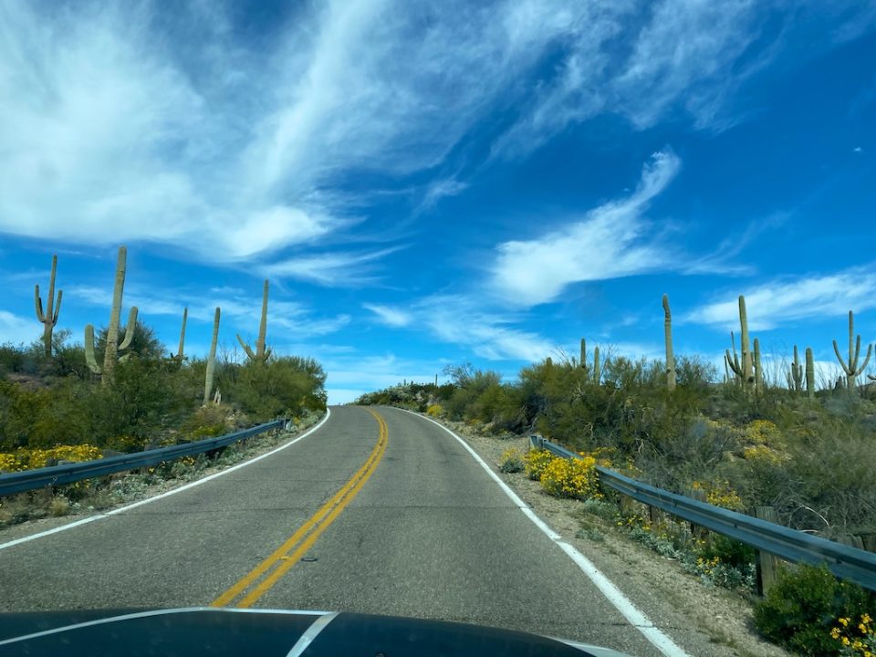 Saguaro National Park: East vs West Compared - UponArriving