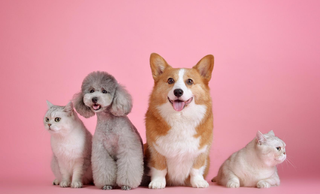 alaska airlines pet weight limit alaska airlines pet weight limit