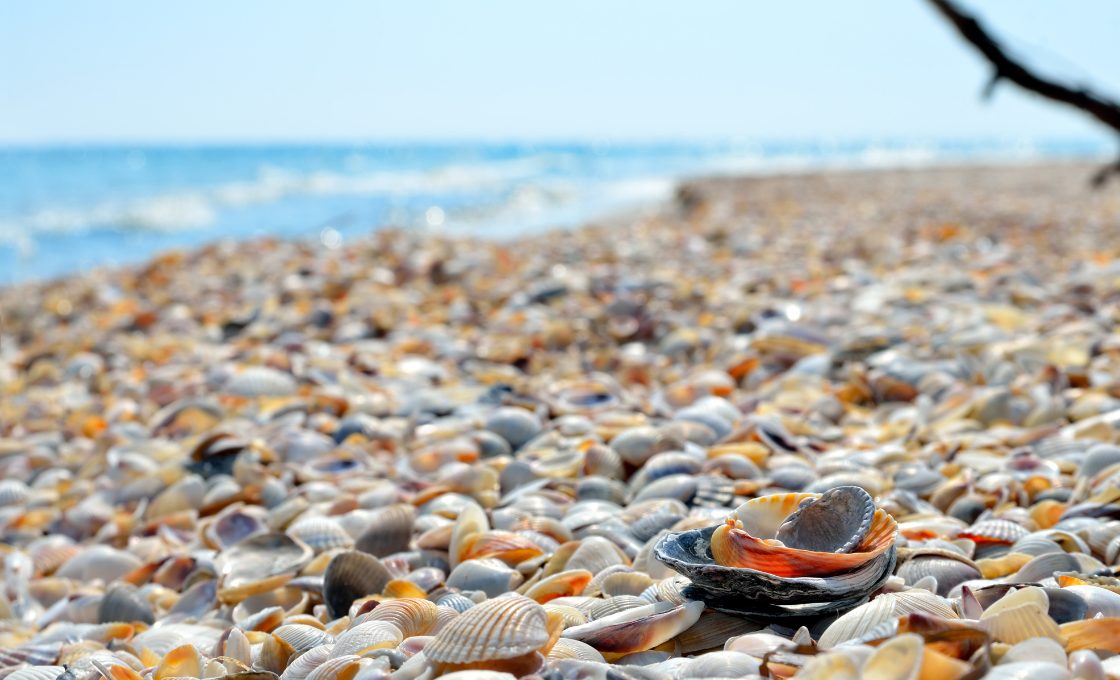 Colorful sea shells on beach