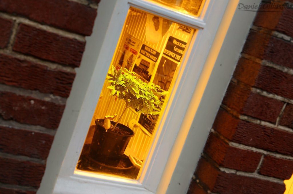 Cannabis plant in window