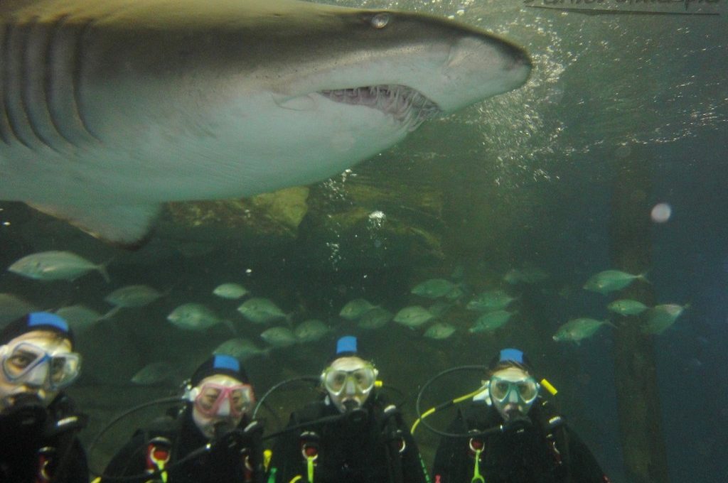 Scuba divers with nurse shark at Manly Sea Life Sanctuary