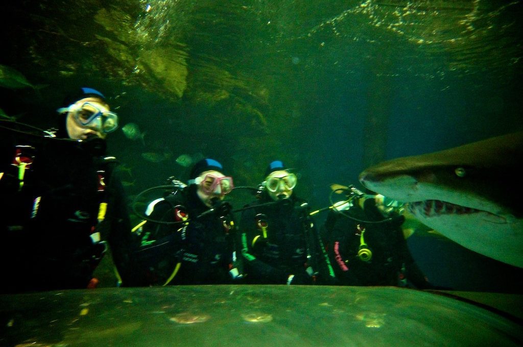 Scuba divers with nurse shark at Manly Sea Life Sanctuary