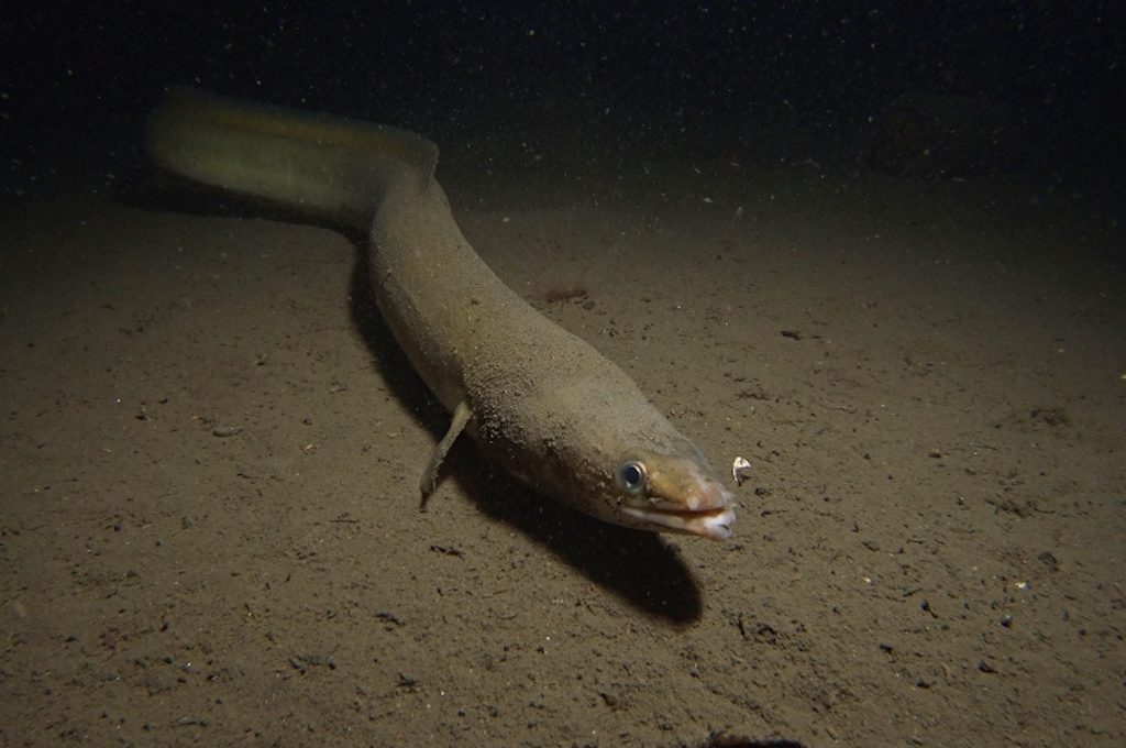 Eel at night