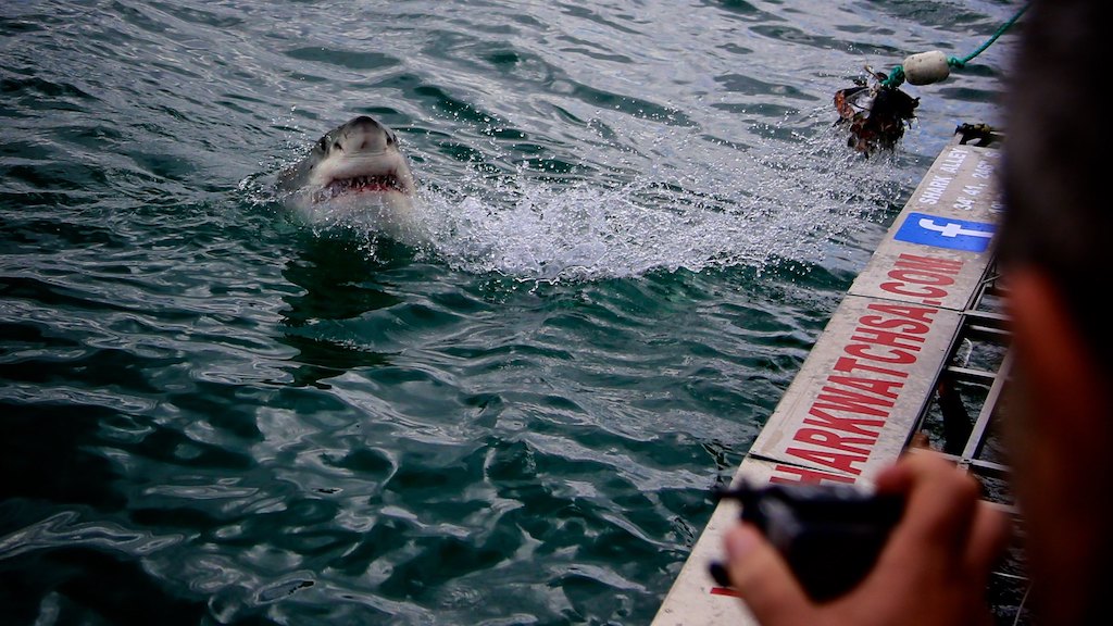 Gansbaai South Africa Great White Shark Cage Dive