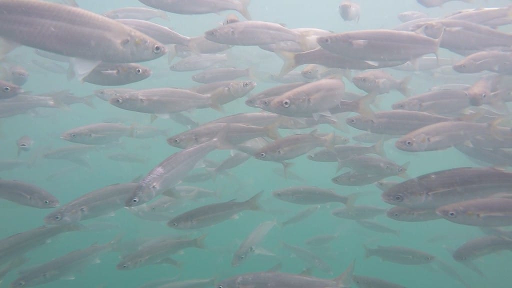 Gansbaai South Africa Great White Shark Cage Dive