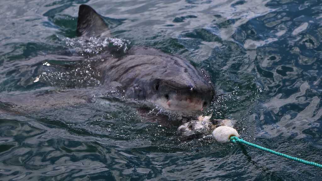 Gansbaai South Africa Great White Shark Cage Dive