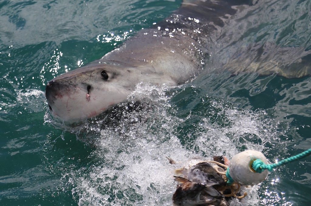 Gansbaai South Africa Great White Shark Cage Dive