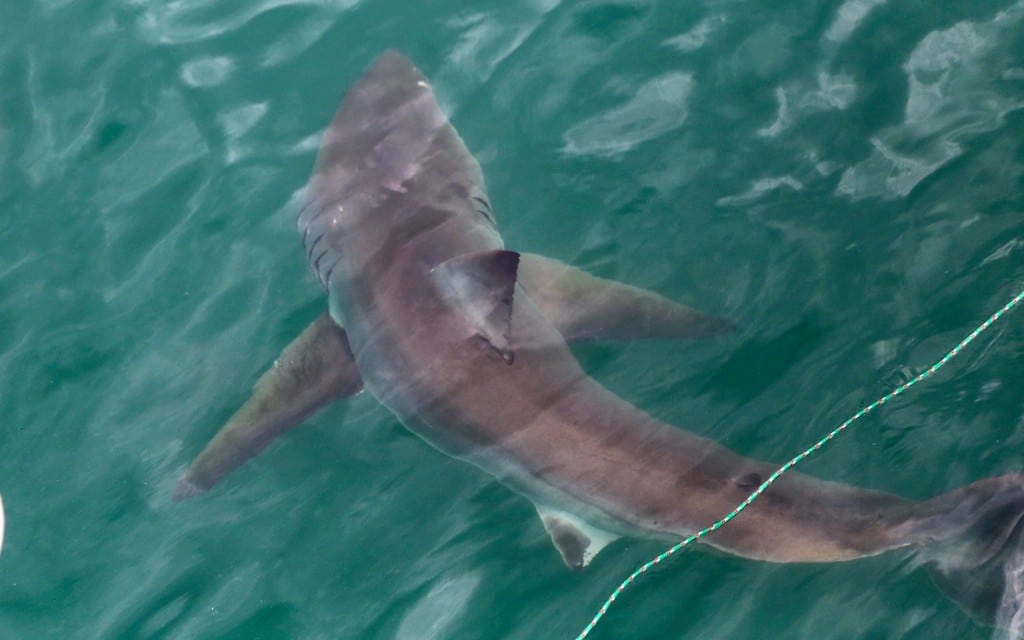 Gansbaai South Africa Great White Shark Cage Dive