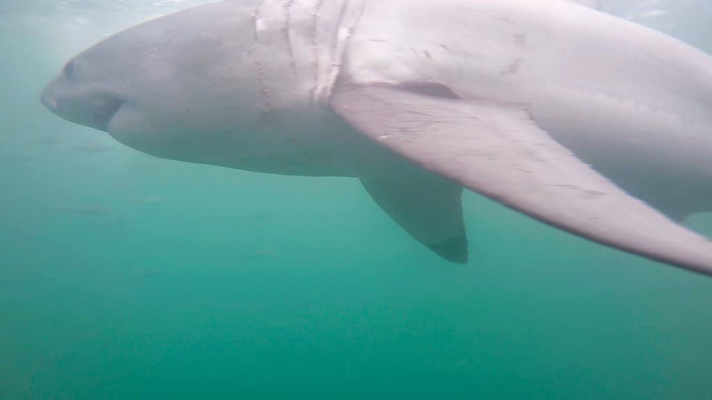 Gansbaai South Africa Great White Shark Cage Dive