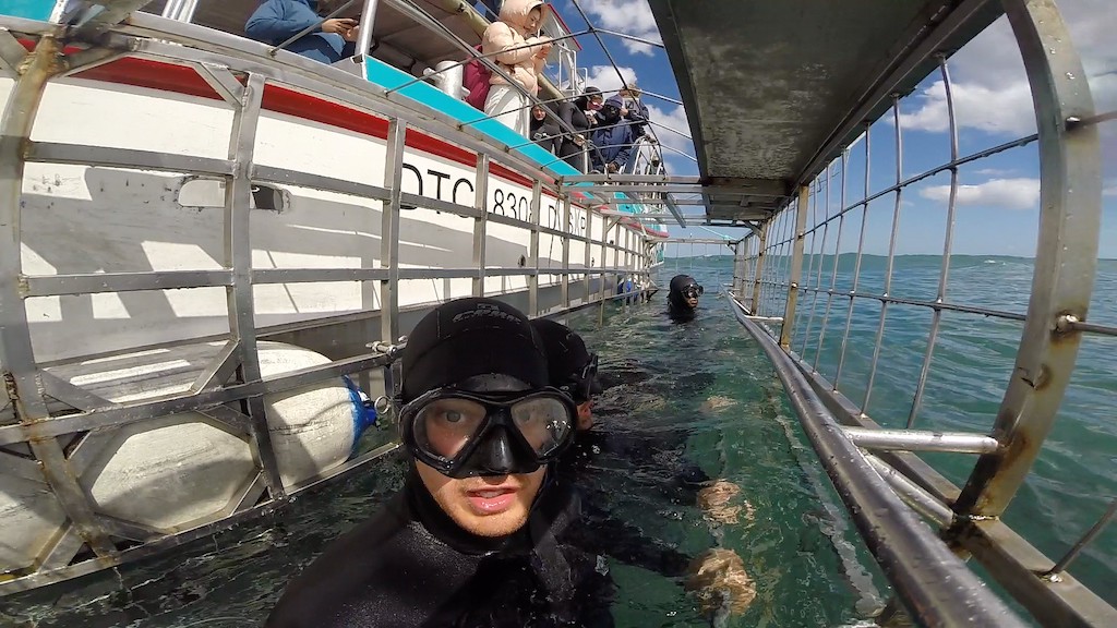 Gansbaai South Africa Great White Shark Cage Dive