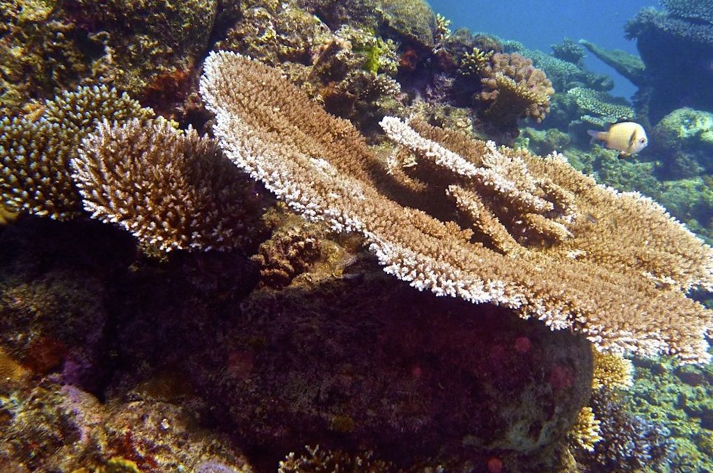 Great Barrier Reef Australia coral