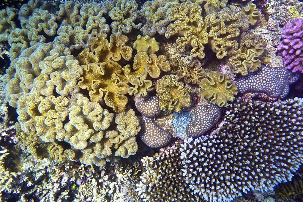 Great Barrier Reef Australia coral