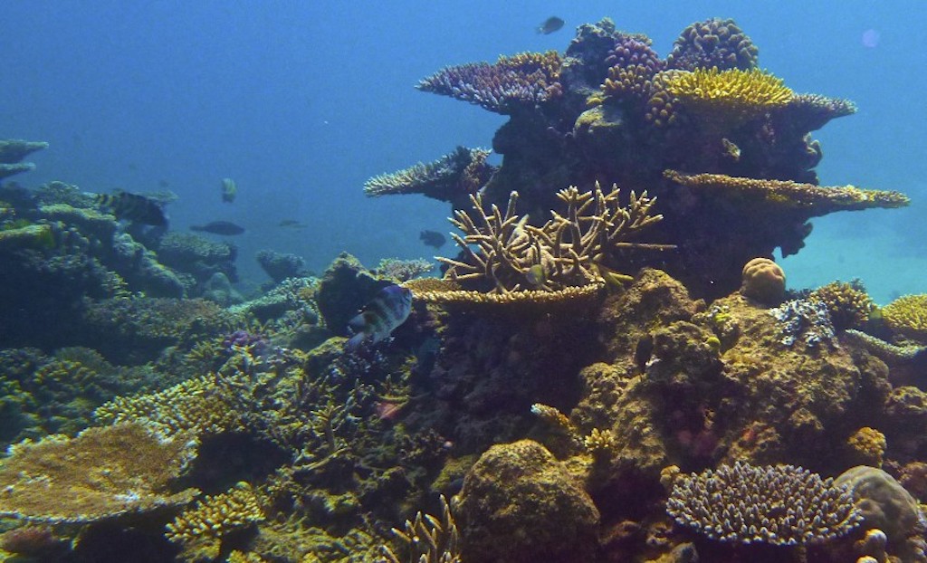 Great Barrier Reef Australia coral