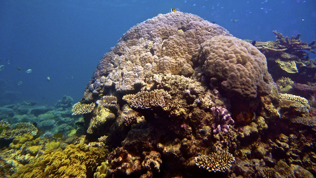 Great Barrier Reef Australia coral