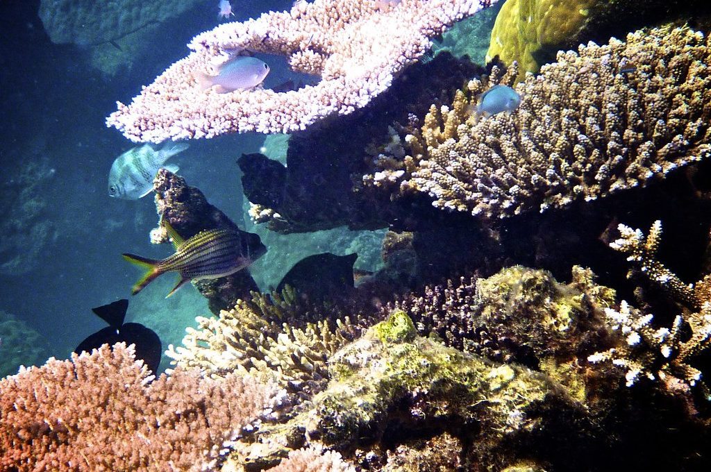 Great Barrier Reef Australia coral