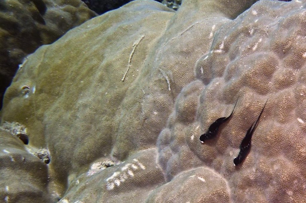 Great Barrier Reef Australia coral