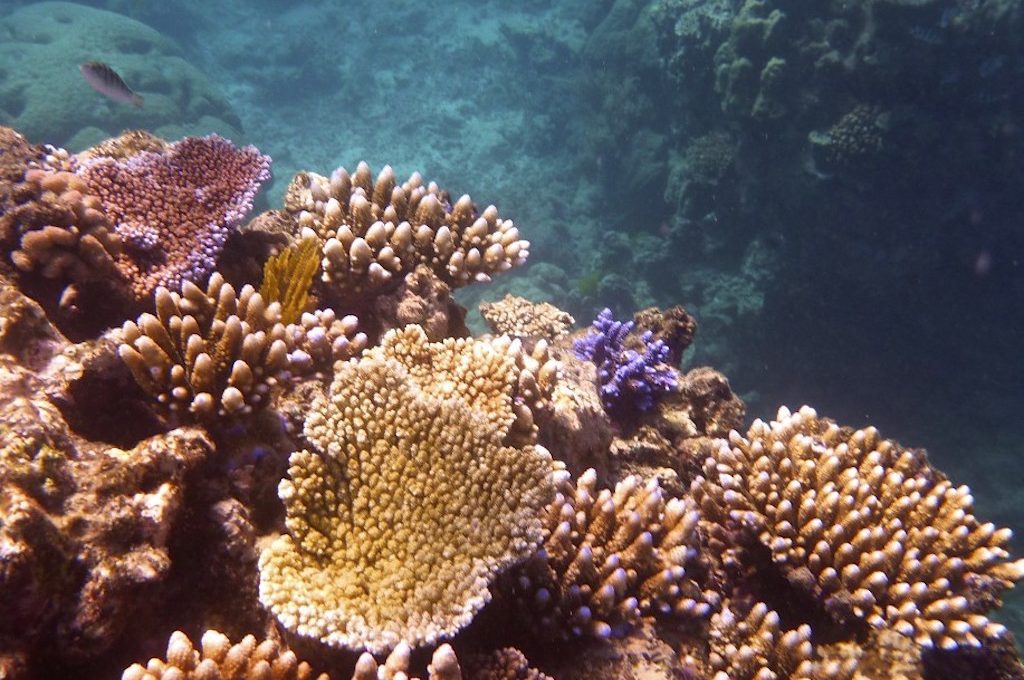 Great Barrier Reef Australia coral