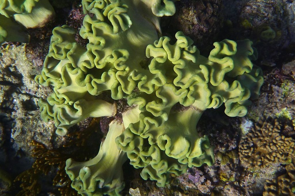 Great Barrier Reef Australia coral