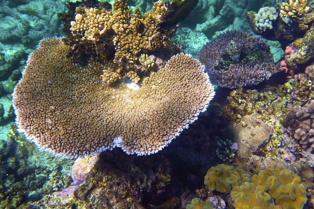 Great Barrier Reef Australia coral