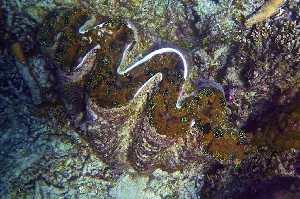 Great Barrier Reef Australia giant clam