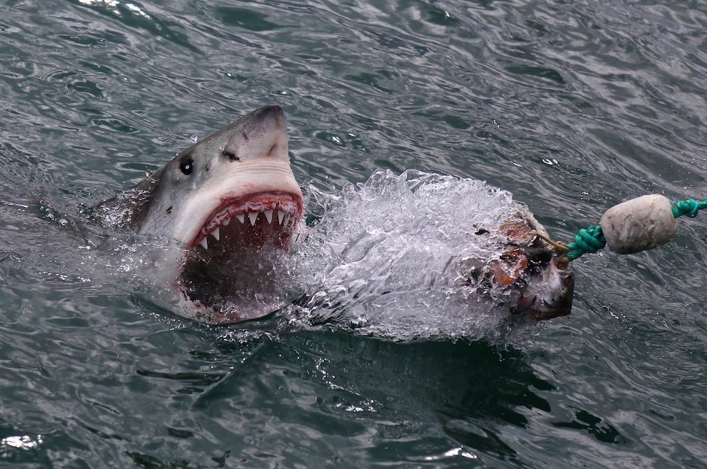 Great White Shark lunging out of water
