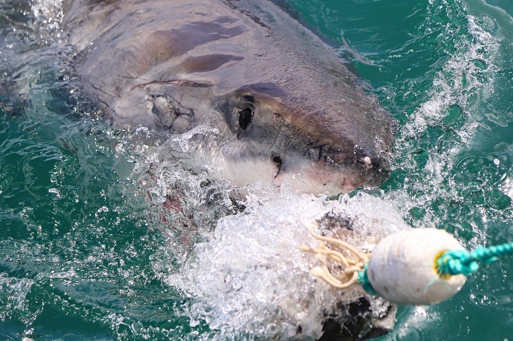 Great White Shark lunging out of water