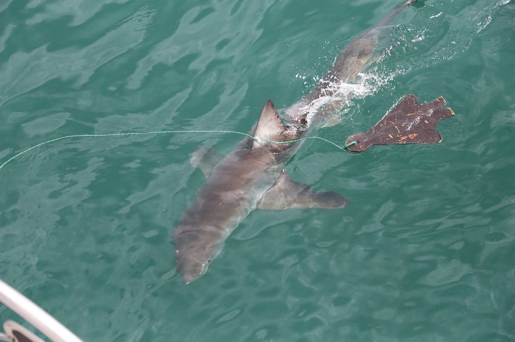 Great white shark at Gansbaai South Africa Great White Shark Cage Dive