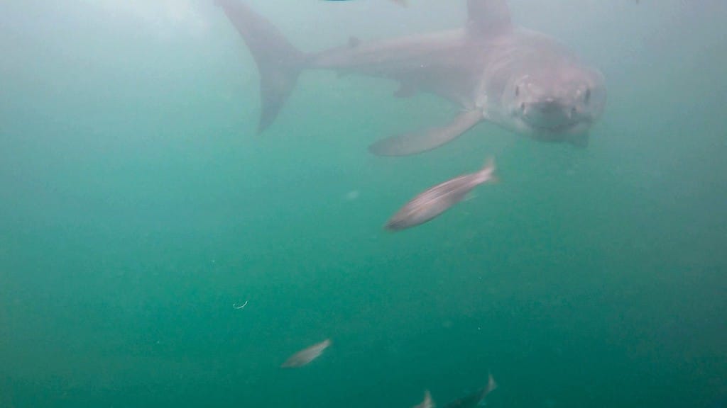 Great white shark at Gansbaai South Africa Great White Shark Cage Dive