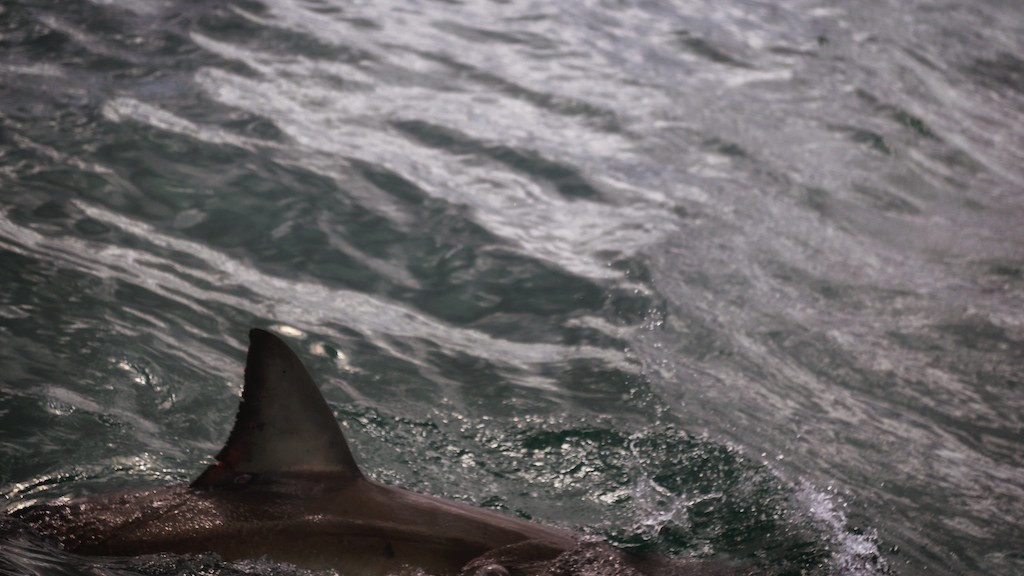 Great white shark fin out of water