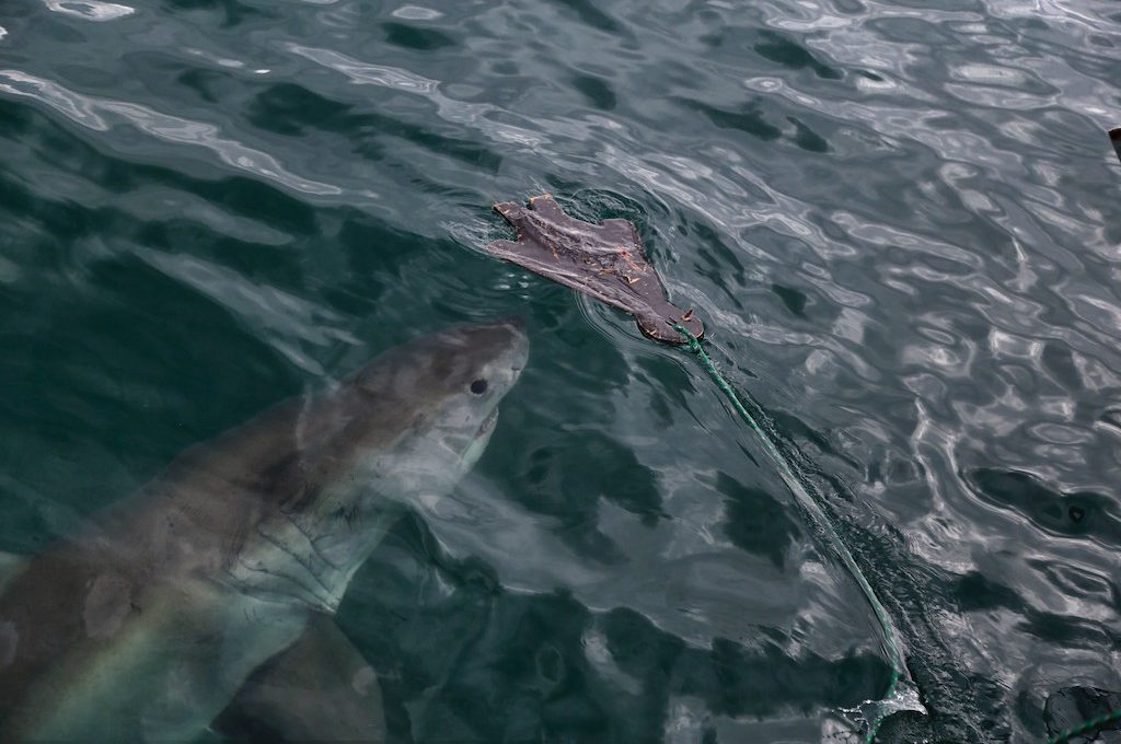 Great white shark with decoy