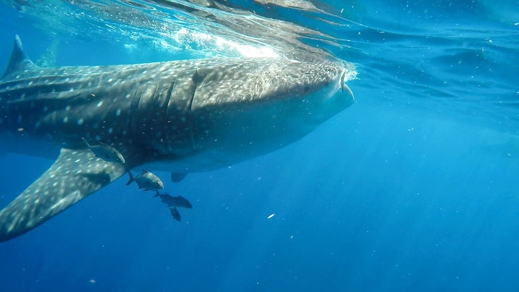 Holbox whale shark swimming