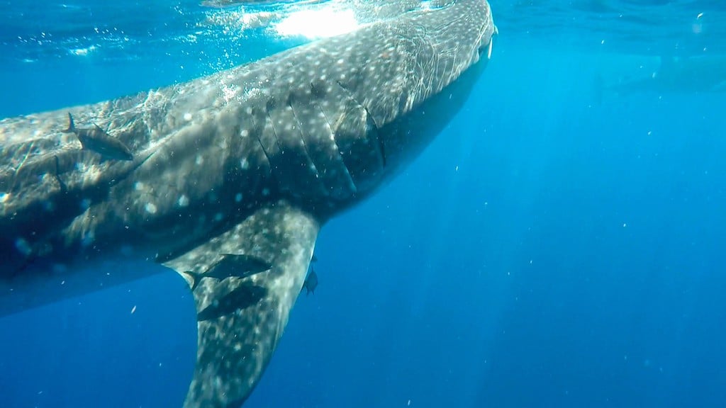 Holbox whale shark swimming