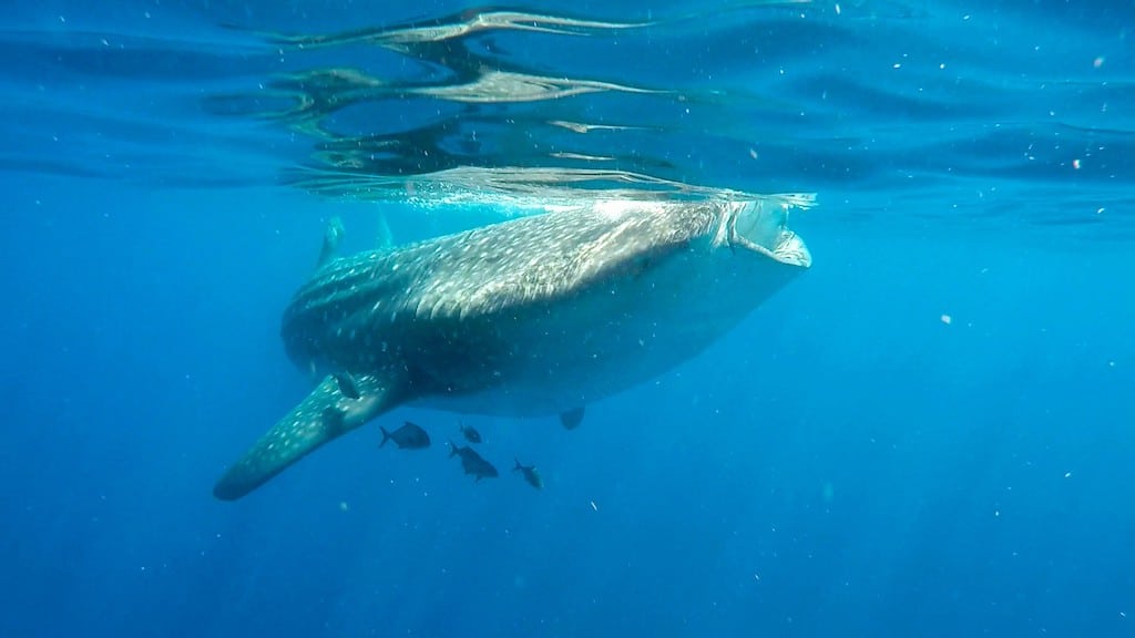 Holbox whale shark swimming