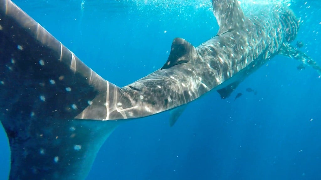 Holbox whale shark swimming